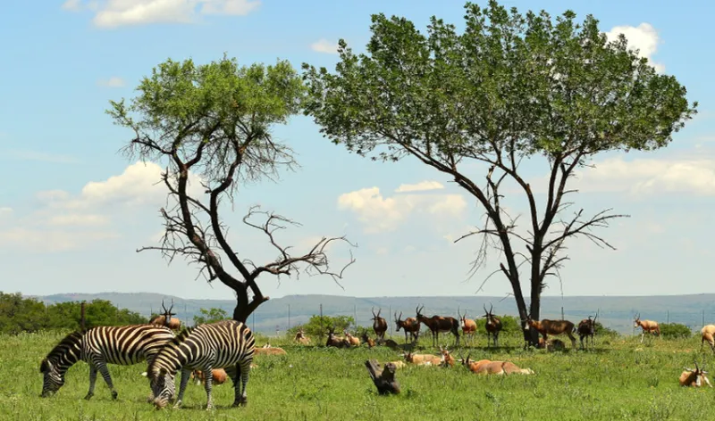 Dolu Dolu Güney Afrika Bostvana Victoria Şelaleleri Rotası Turu THY ile Vizesiz Ekstra Turlar Dahil Kasım Ara Tatil Özel / 6 Gece Otel Konaklamalı / İstanbul Çıkışlı