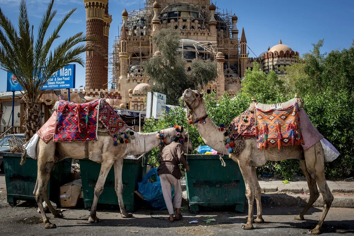 Royal Sharm El Sheikh Turu Pegasus ile Vizesiz / 5 Gece Otel Konaklamalı / Ankara Çıkışlı