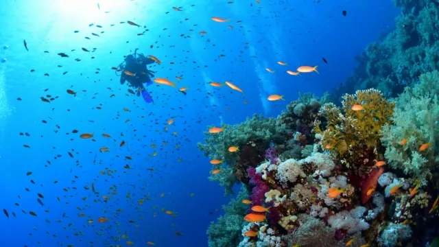 Sharm El Sheikh Turu SunEkspress ile Vizesiz Ekstra Turlar Dahil / 3 Gece Otel Konaklamalı / İzmir Çıkışlı