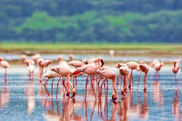 Kenya Safari Turu Thy İle Vizesiz Ramazan Bayramı Özel / 5 Gece Konaklamalı / İstanbul Çıkışlı / 2027