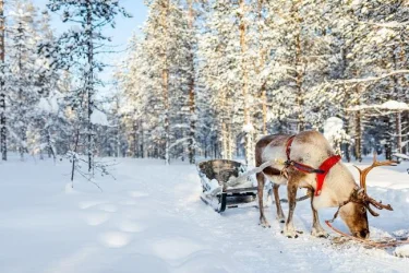 Süper Promo Lapland Beyaz Rotalar Turu Thy İle / 3 Gece Otel Konaklamalı / İstanbul Çıkışlı / Rovaniemi Gidiş / 2027